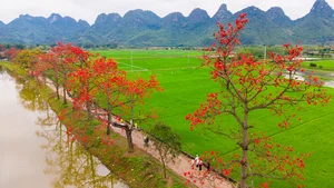 Picturesque Hanoi Countryside During the Red Silk Cotton Flower Season - image 4