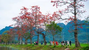 Picturesque Hanoi Countryside During the Red Silk Cotton Flower Season - image 2