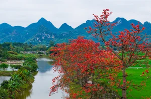 Picturesque Hanoi Countryside During the Red Silk Cotton Flower Season - image 5