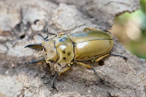 Top 10 Unique Golden Insects: Nature’s Most Stunning Metallic Creatures Gallery - image 0
