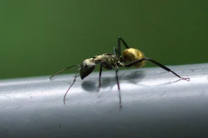 Top 10 Unique Golden Insects: Nature’s Most Stunning Metallic Creatures Gallery - image 1