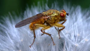 Top 10 Unique Golden Insects: Nature’s Most Stunning Metallic Creatures Gallery - image 5