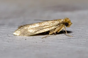 Top 10 Unique Golden Insects: Nature’s Most Stunning Metallic Creatures Gallery - image 7