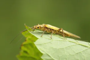 Top 10 Unique Golden Insects: Nature’s Most Stunning Metallic Creatures Gallery - image 6