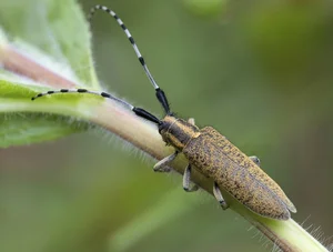 Top 10 Unique Golden Insects: Nature’s Most Stunning Metallic Creatures Gallery - image 4