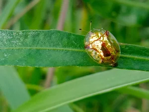 Top 10 Unique Golden Insects: Nature’s Most Stunning Metallic Creatures Gallery - image 9