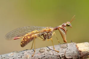 Top 10 Unique Golden Insects: Nature’s Most Stunning Metallic Creatures Gallery - image 3