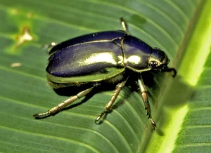 Top 10 Unique Golden Insects: Nature’s Most Stunning Metallic Creatures Gallery - image 8