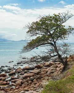 Discover Mũi Vi Rồng: The Stunning Dragon Fin Cape Travel Destination in Binh Dinh, Vietnam - image 5