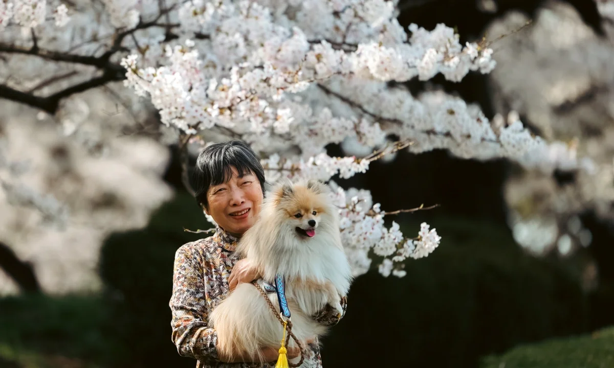 Fukushima's Cherry Blossom Paradise: A Spring Journey Through Japan