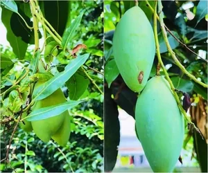 Inside the Lush 3,000sqm Estate and Mango Garden of the Iconic Tay Do Beauty - image 1
