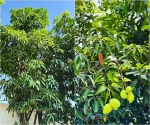 Inside the Lush 3,000sqm Estate and Mango Garden of the Iconic Tay Do Beauty - image 6