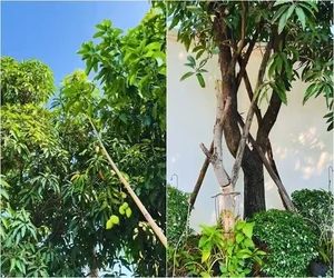 Inside the Lush 3,000sqm Estate and Mango Garden of the Iconic Tay Do Beauty - image 9