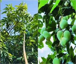 Inside the Lush 3,000sqm Estate and Mango Garden of the Iconic Tay Do Beauty - image 8