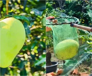 Inside the Lush 3,000sqm Estate and Mango Garden of the Iconic Tay Do Beauty - image 4