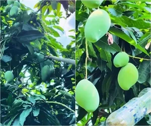 Inside the Lush 3,000sqm Estate and Mango Garden of the Iconic Tay Do Beauty - image 10