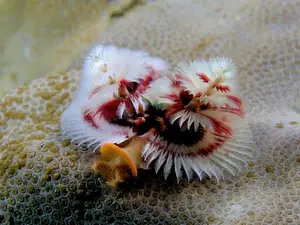 Christmas Tree Worm: Vibrant marine creature, mysteriously living in tropical coral reefs. - image 2