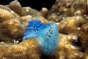 Christmas Tree Worm: Vibrant marine creature, mysteriously living in tropical coral reefs. - image 6