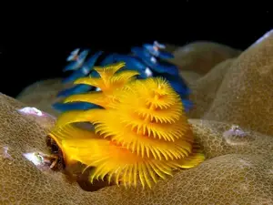 Christmas Tree Worm: Vibrant marine creature, mysteriously living in tropical coral reefs. - image 3