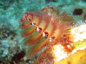 Christmas Tree Worm: Vibrant marine creature, mysteriously living in tropical coral reefs. - image 5