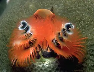 Christmas Tree Worm: Vibrant marine creature, mysteriously living in tropical coral reefs. - image 4