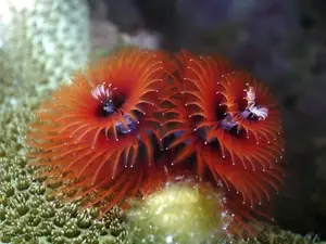 Christmas Tree Worm: Vibrant marine creature, mysteriously living in tropical coral reefs. - image 7