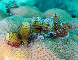 Christmas Tree Worm: Vibrant marine creature, mysteriously living in tropical coral reefs. - image 0