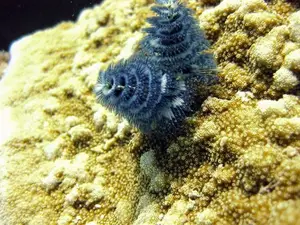 Christmas Tree Worm: Vibrant marine creature, mysteriously living in tropical coral reefs. - image 1
