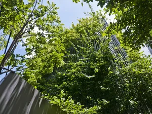Sustainable Urban Living: The Stunning Green-Covered House in Hanoi Capturing International Architectural Attention - image 1