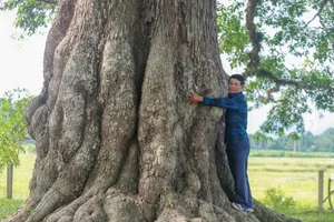 Discovering the Ancient 800-Year-Old Heritage Tree: A Natural Wonder - image 8