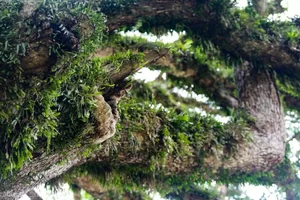 Discovering the Ancient 800-Year-Old Heritage Tree: A Natural Wonder - image 5