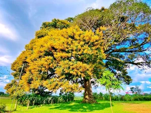 Discovering the Ancient 800-Year-Old Heritage Tree: A Natural Wonder - image 7
