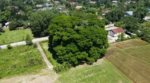Discovering the Ancient 800-Year-Old Heritage Tree: A Natural Wonder - image 10