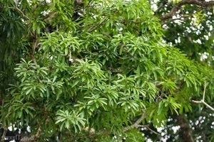 Discovering the Ancient 800-Year-Old Heritage Tree: A Natural Wonder - image 2