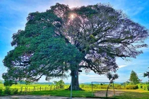 Discovering the Ancient 800-Year-Old Heritage Tree: A Natural Wonder - image 1
