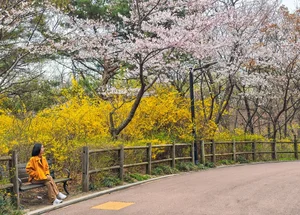Chasing the Magic of Late-Blooming Cherry Blossoms in Seoul - image 7