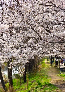 Chasing the Magic of Late-Blooming Cherry Blossoms in Seoul - image 3