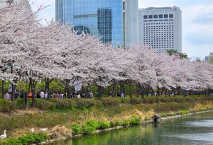 Chasing the Magic of Late-Blooming Cherry Blossoms in Seoul - image 4