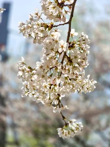 Chasing the Magic of Late-Blooming Cherry Blossoms in Seoul - image 1