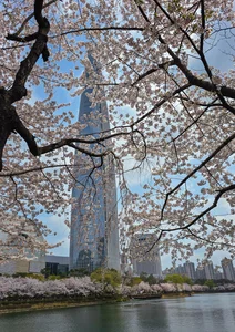Chasing the Magic of Late-Blooming Cherry Blossoms in Seoul - image 0