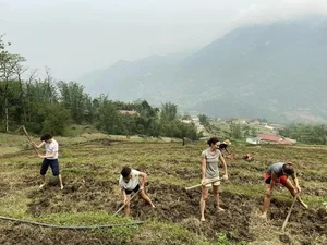 Experience the Golden Magic of Ha Giang: A Guide to Vietnam's Stunning Ripe Rice Season for Adventurous Travelers - image 1