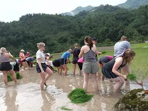 Experience the Golden Magic of Ha Giang: A Guide to Vietnam's Stunning Ripe Rice Season for Adventurous Travelers - image 2
