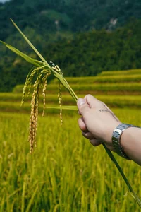 Hoang Su Phi Golden Season: A Gen Z Travel Guide to Ha Giang - image 1