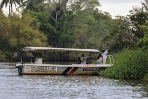 Discover the Proboscis Monkey: A Unique River Safari Experience in the Heart of Borneo - image 8