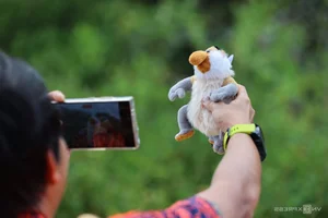 Discover the Proboscis Monkey: A Unique River Safari Experience in the Heart of Borneo - image 10