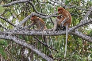 Discover the Proboscis Monkey: A Unique River Safari Experience in the Heart of Borneo - image 6