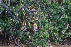 Discover the Proboscis Monkey: A Unique River Safari Experience in the Heart of Borneo - image 0