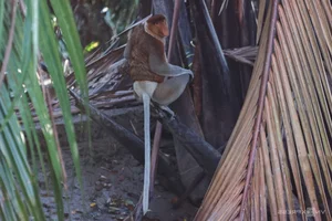 Discover the Proboscis Monkey: A Unique River Safari Experience in the Heart of Borneo - image 3