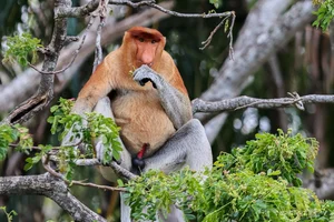 Discover the Proboscis Monkey: A Unique River Safari Experience in the Heart of Borneo - image 9