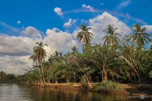 Discover the Proboscis Monkey: A Unique River Safari Experience in the Heart of Borneo - image 5